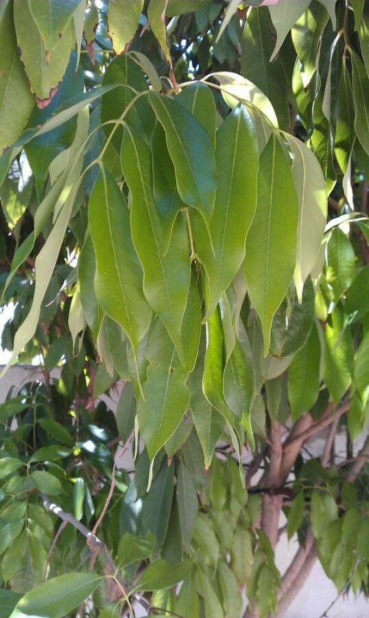 Litchi sinensis leaf