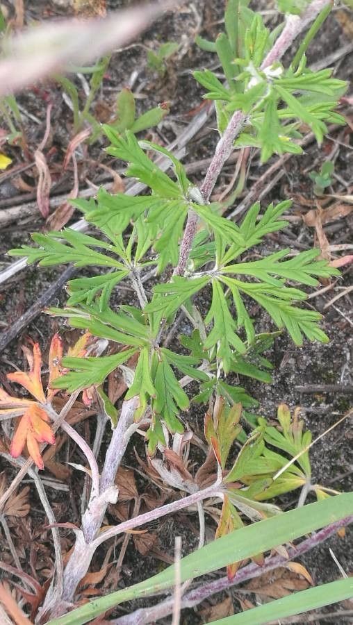 Potentilla neglecta — search result for 'Potentilla'