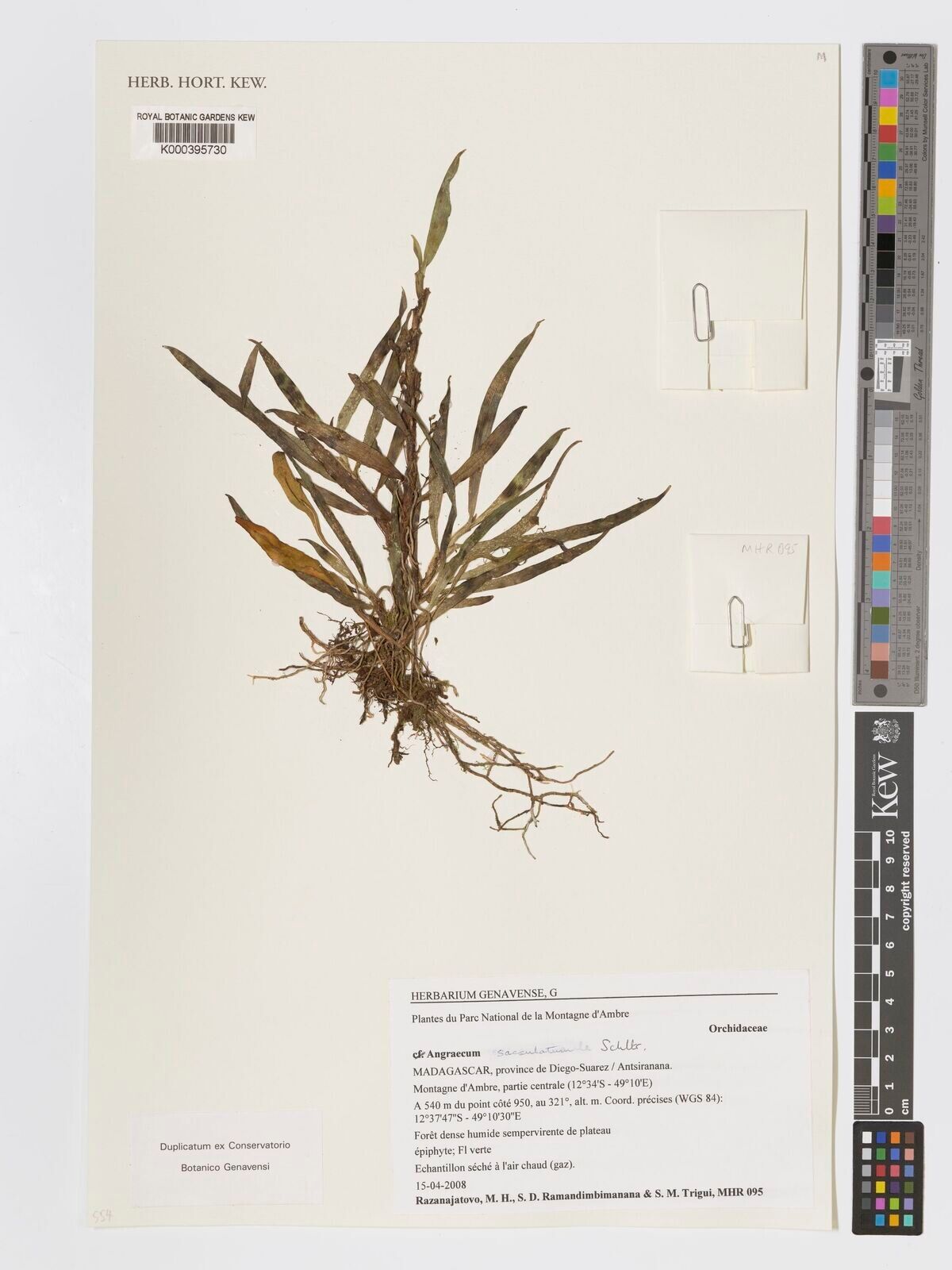 Angraecum sacculatum — houseplant care guide