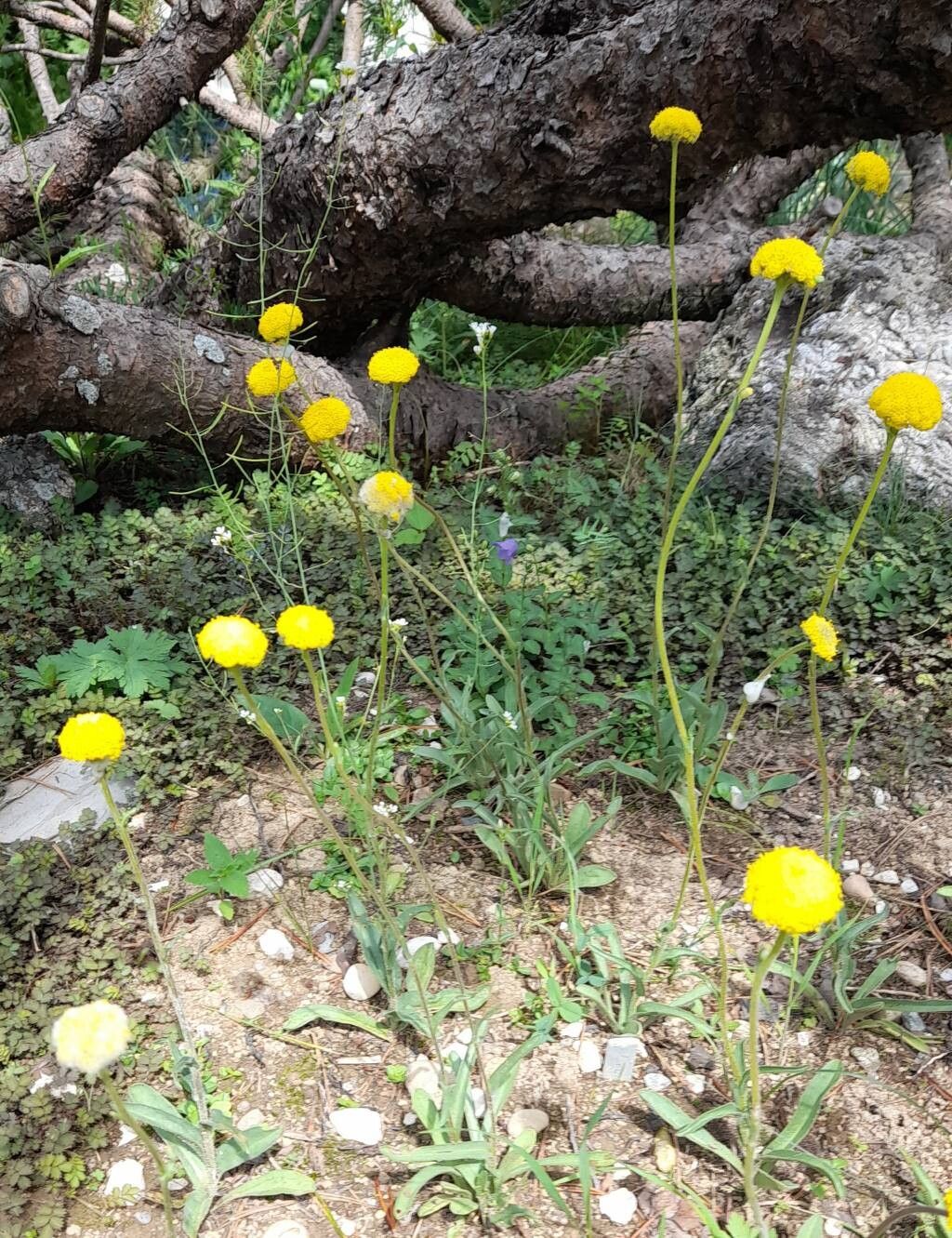 Craspedia glauca habit