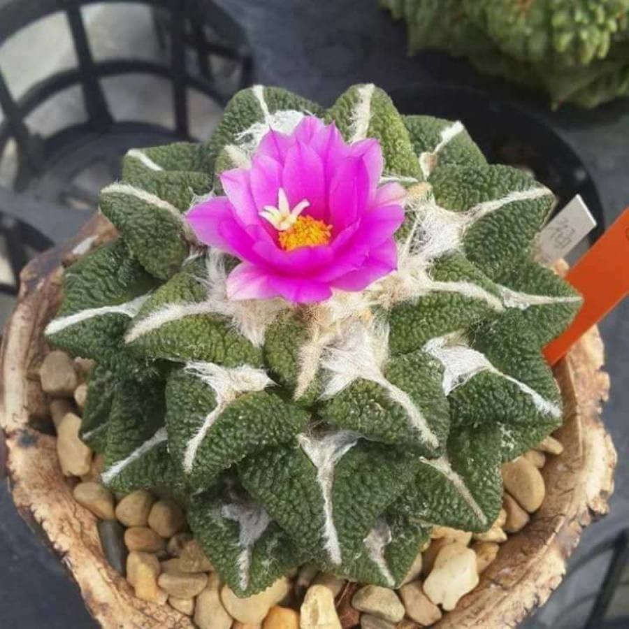 Ariocarpus fissuratus flower