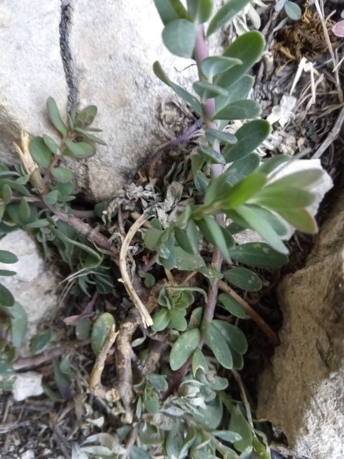 Aethionema saxatile — related species from the same genus