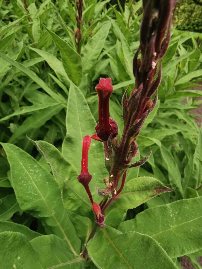 Lobelia tupa flower