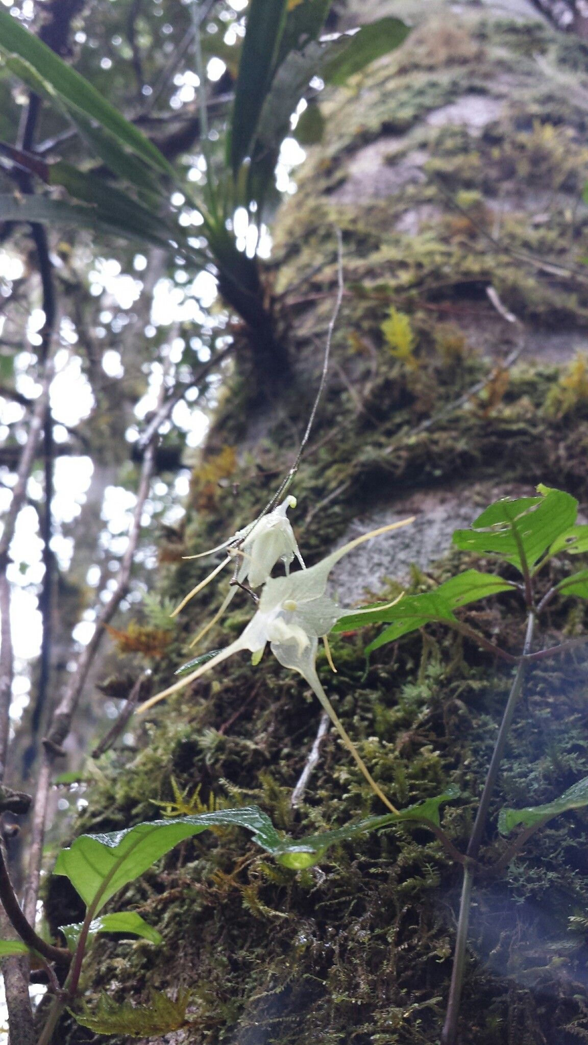 Aeranthes albidiflora — related species from the same genus