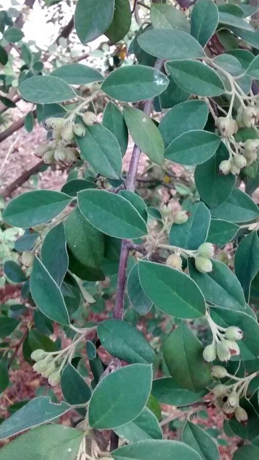 Cotoneaster pannosus