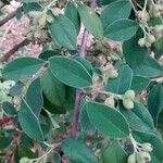 Cotoneaster pannosus