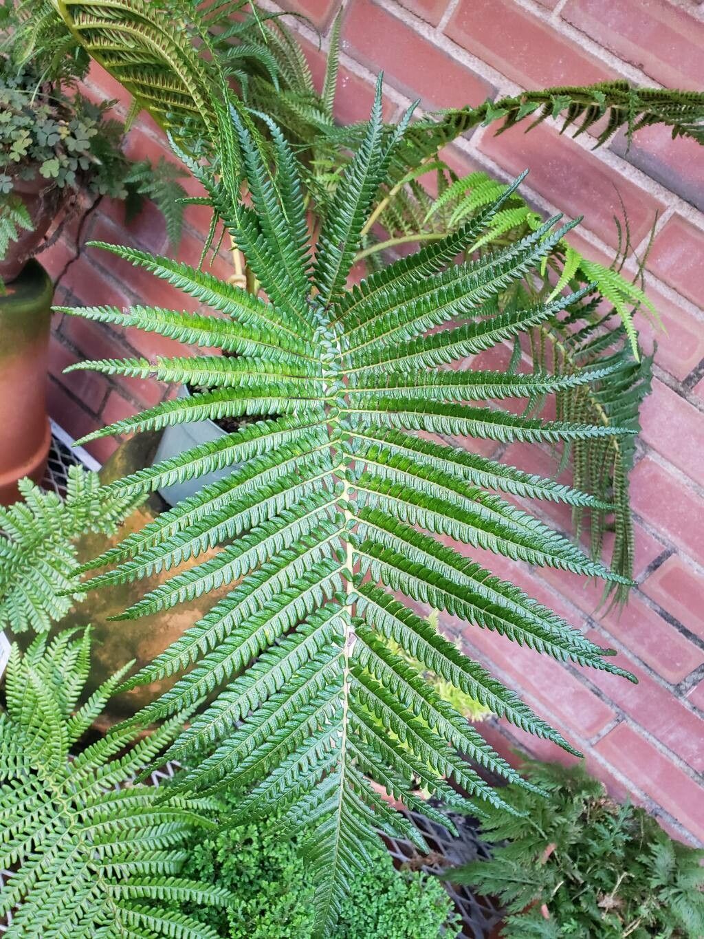 Blechnum cyatheoides leaf