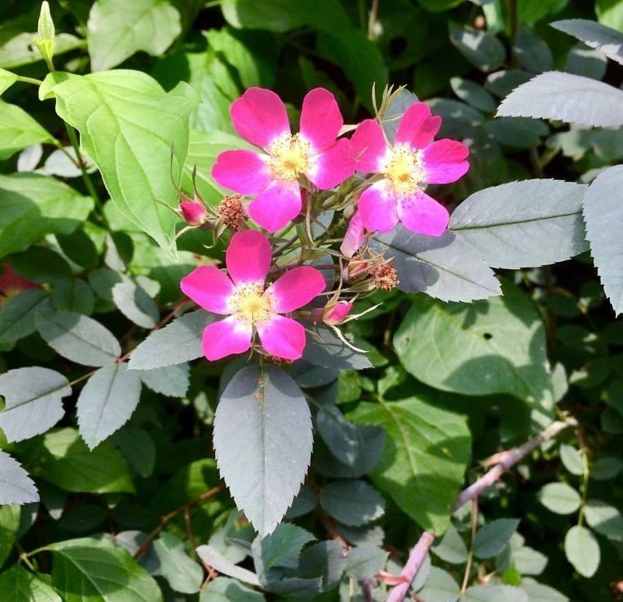 Rosa ferruginea flower