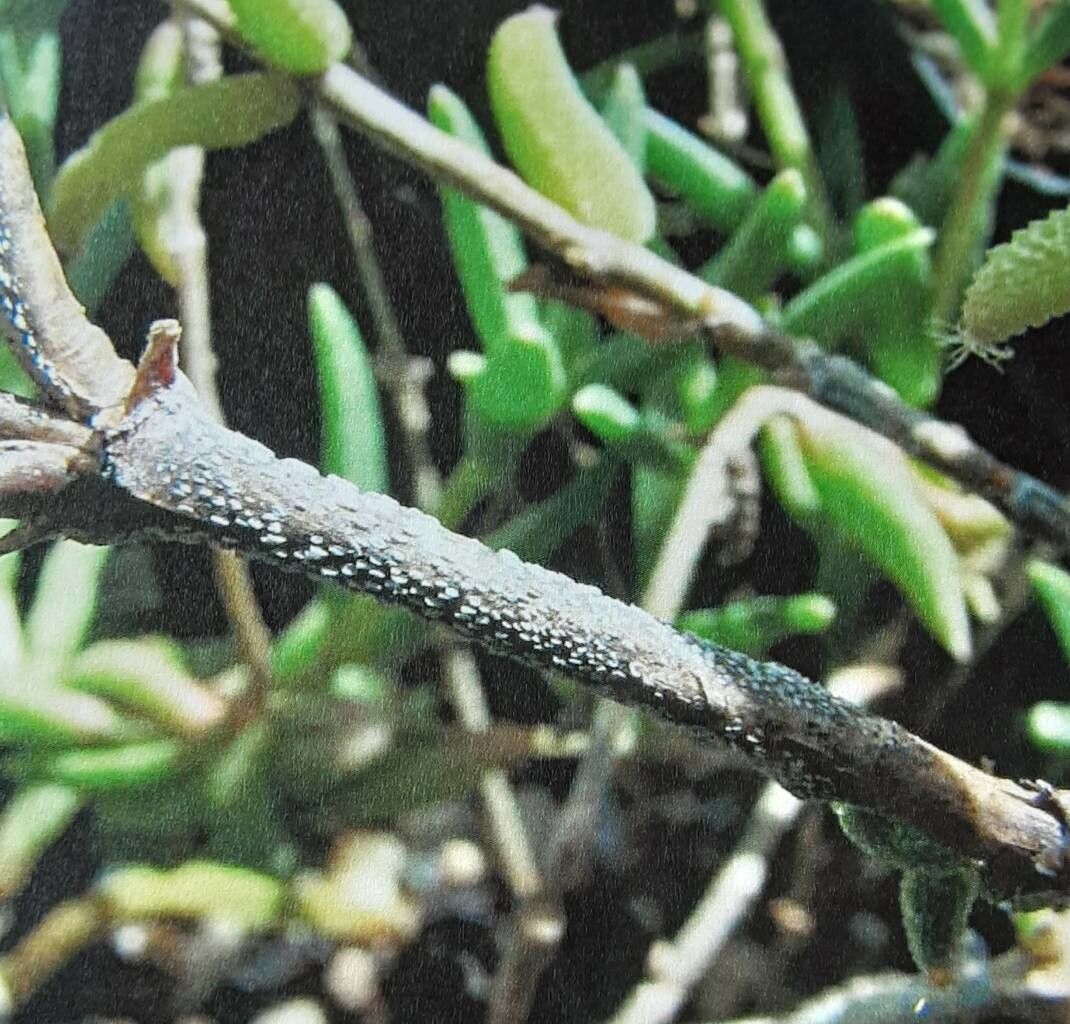 Trichodiadema introrsum bark