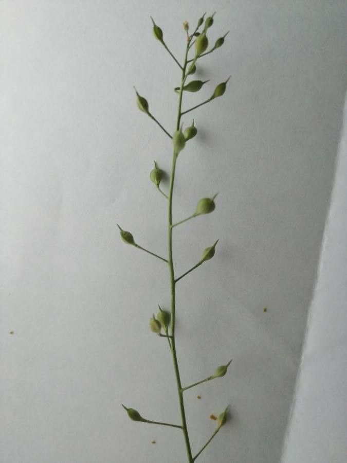 Camelina rumelica fruit
