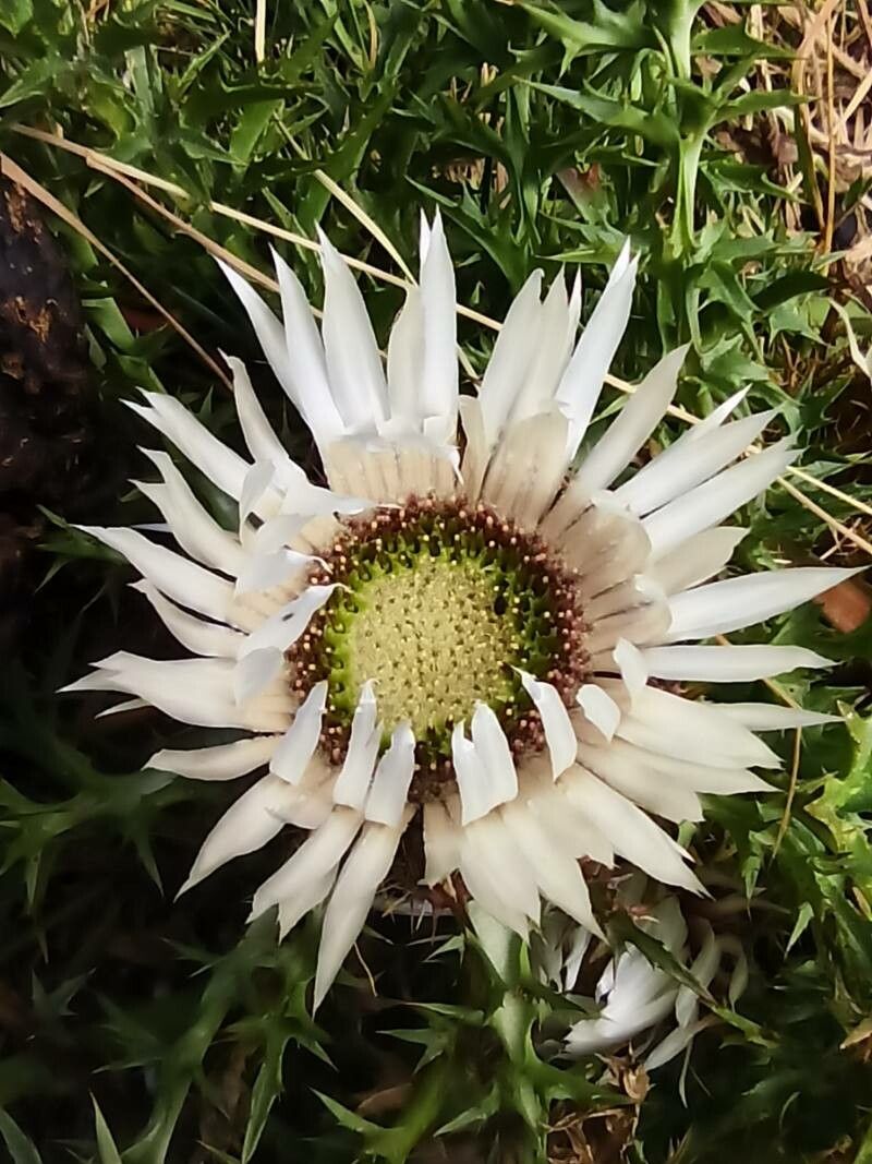 Carlina macrocephala flower