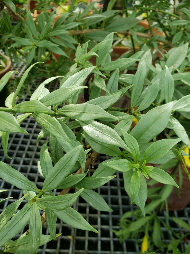 Allamanda schottii — search result for 'Apocynaceae'