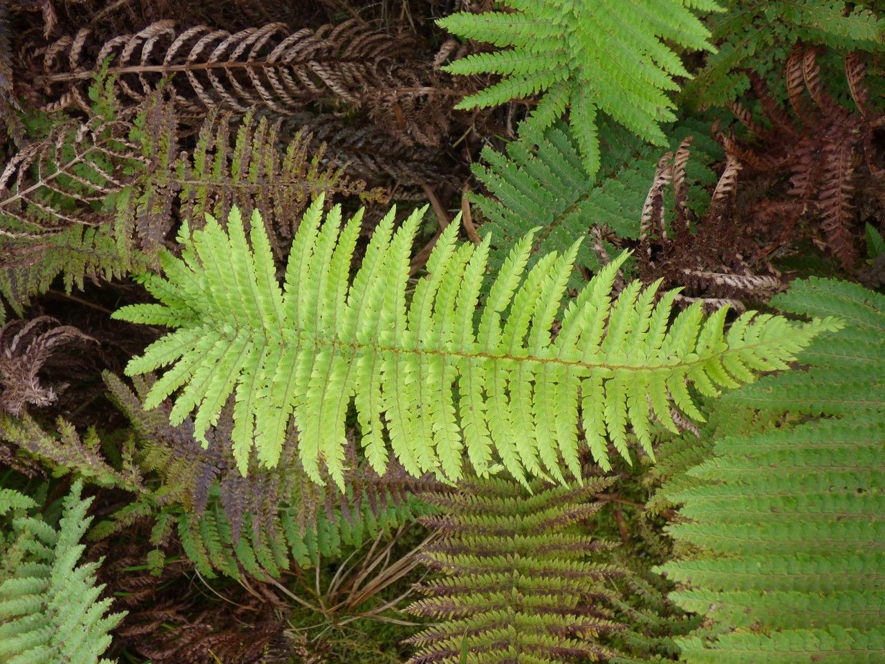 Polystichum ammifolium leaf