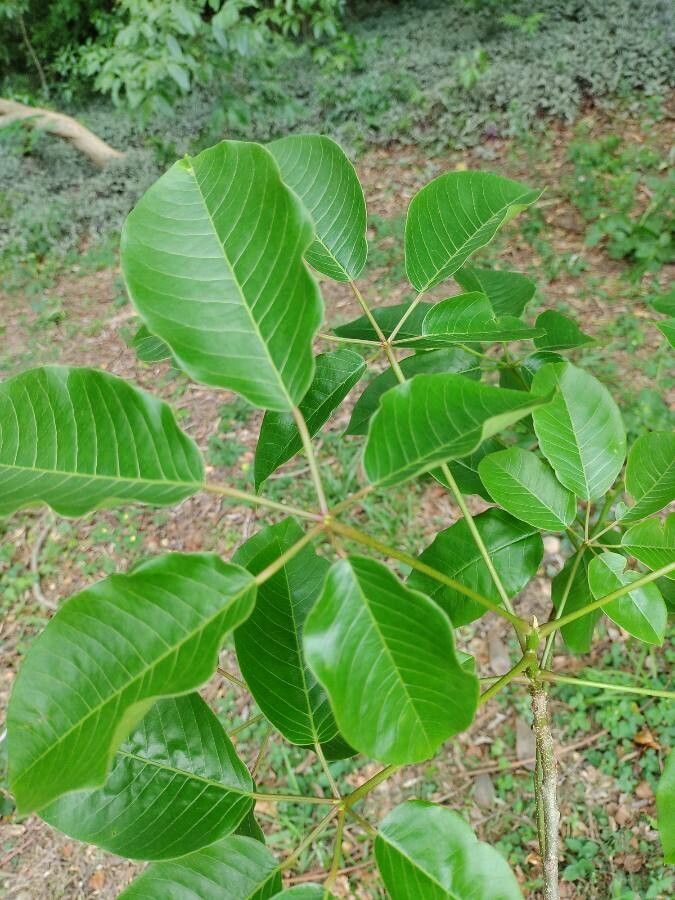 Joannesia princeps — houseplant care guide