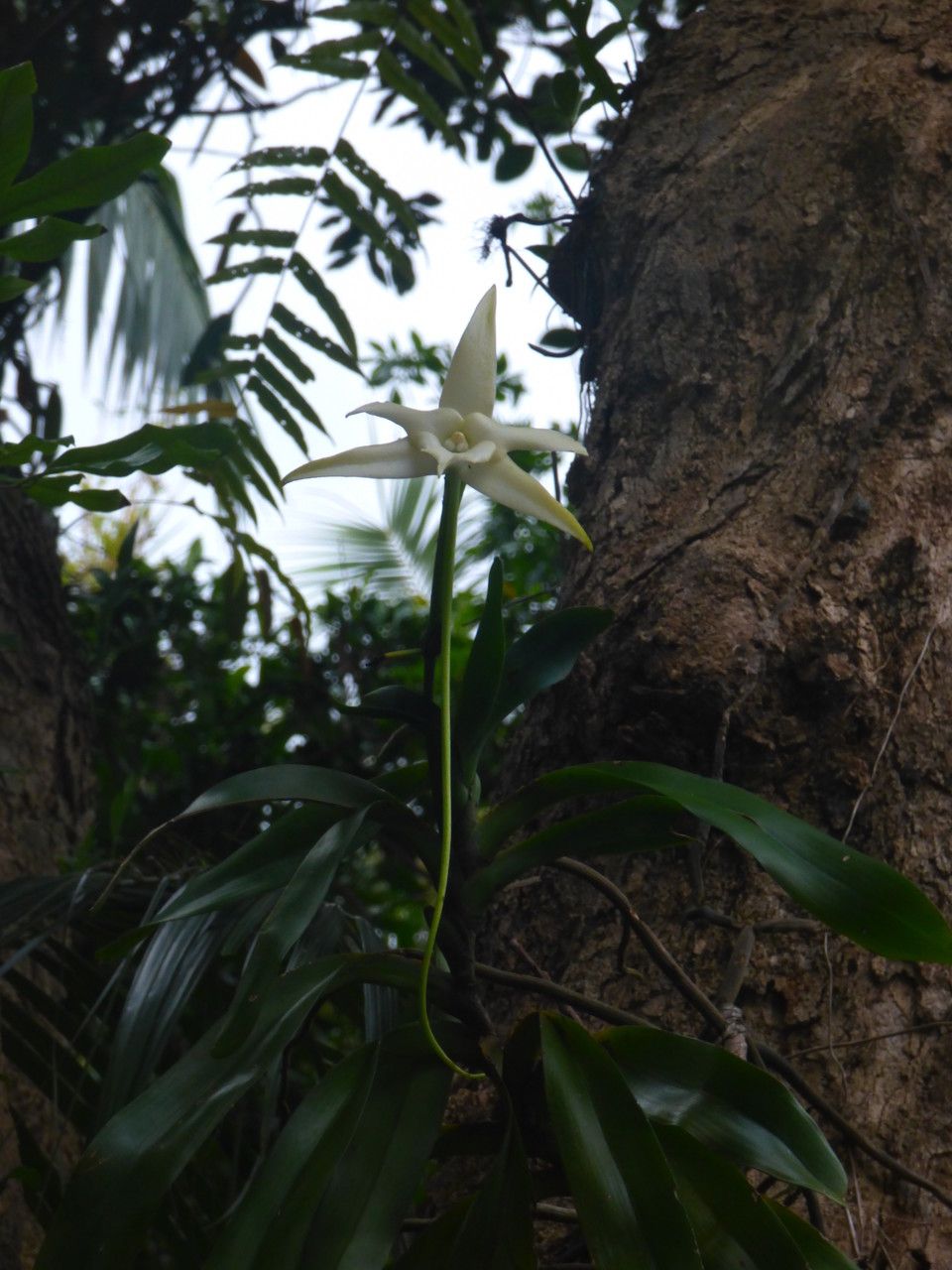 Angraecum sesquipedale bark