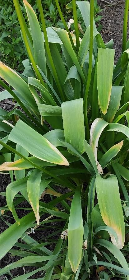 Allium victorialis — search result for 'Allium'