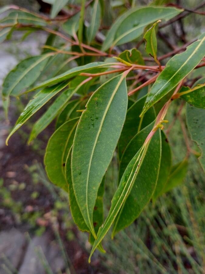 Corymbia gummifera — houseplant care guide