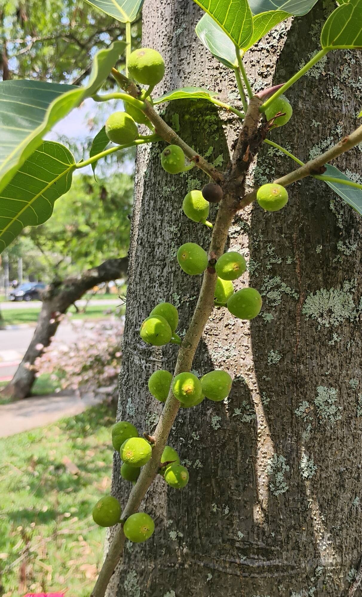 Ficus eximia fruit