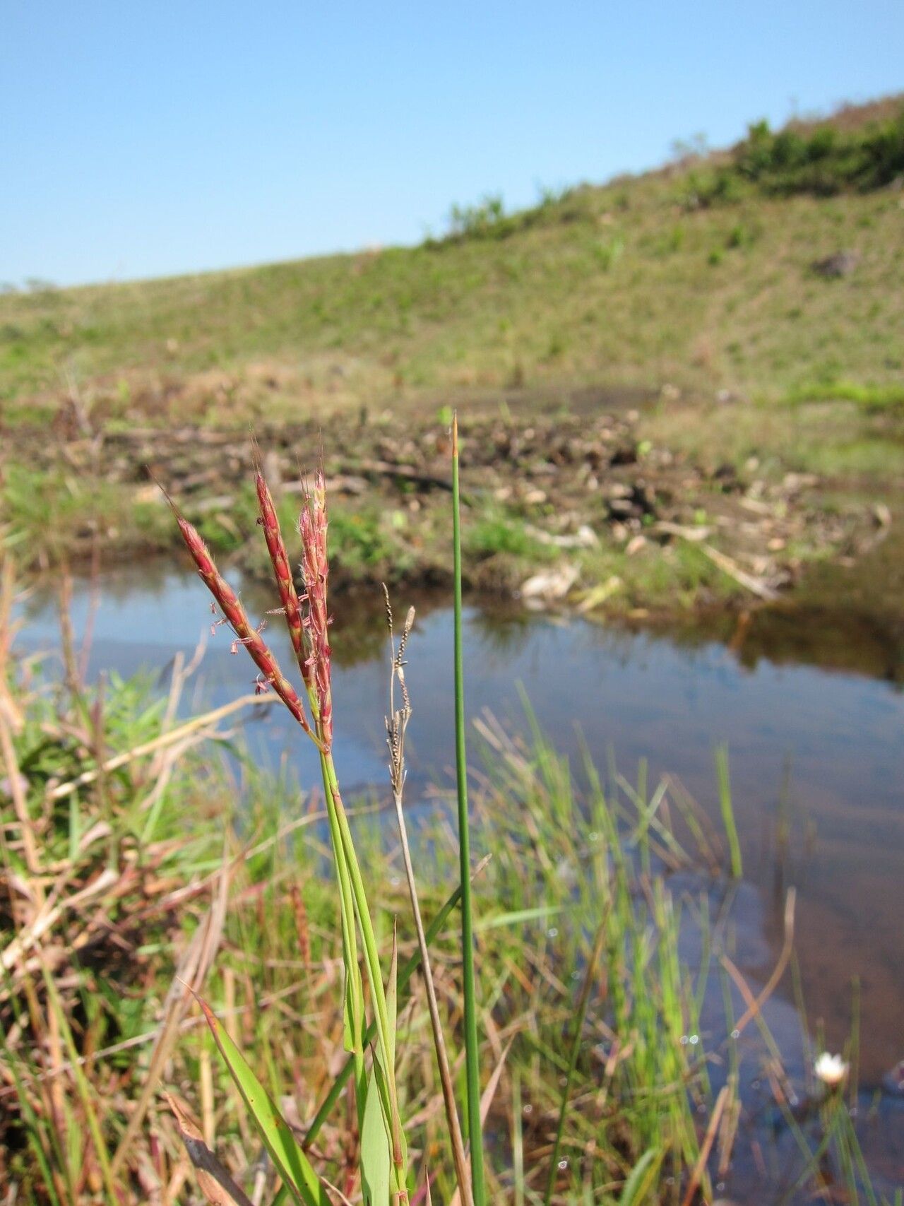 Ischaemum heterotrichum — houseplant care guide