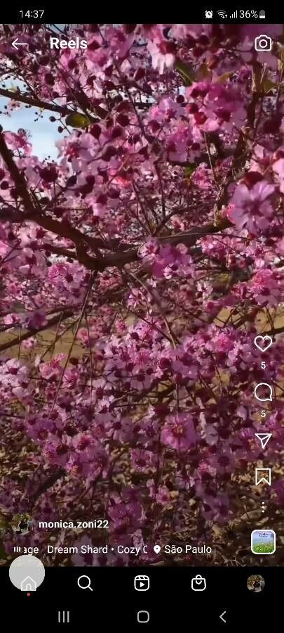 Physocalymma scaberrimum flower