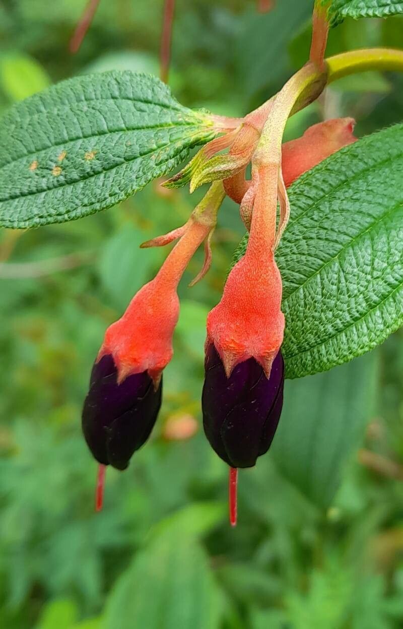 Brachyotum microdon flower