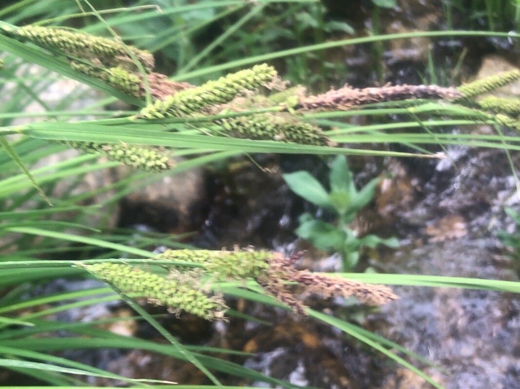 Carex elata flower
