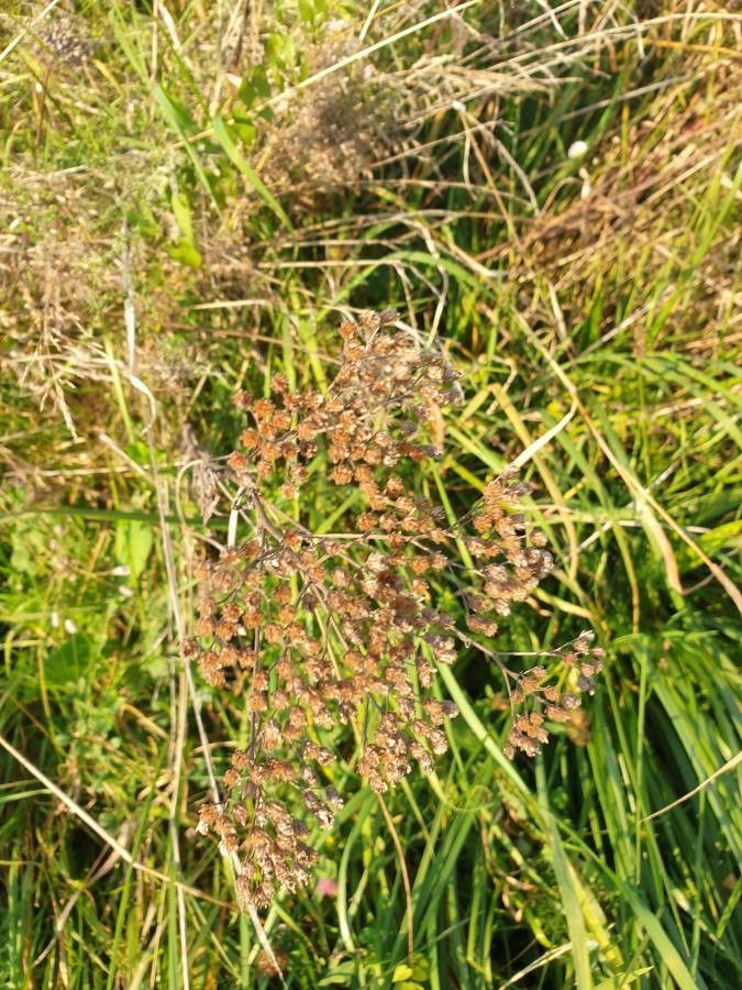 Scirpus cyperinus flower