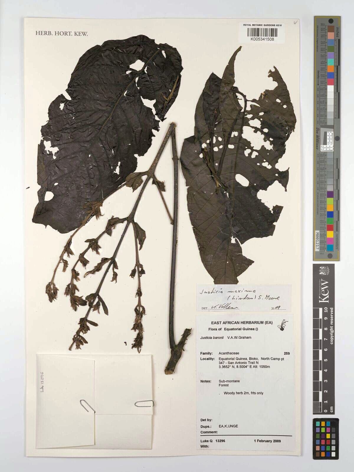 Justicia maxima — houseplant care guide