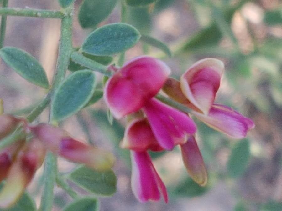 Alhagi maurorum flower