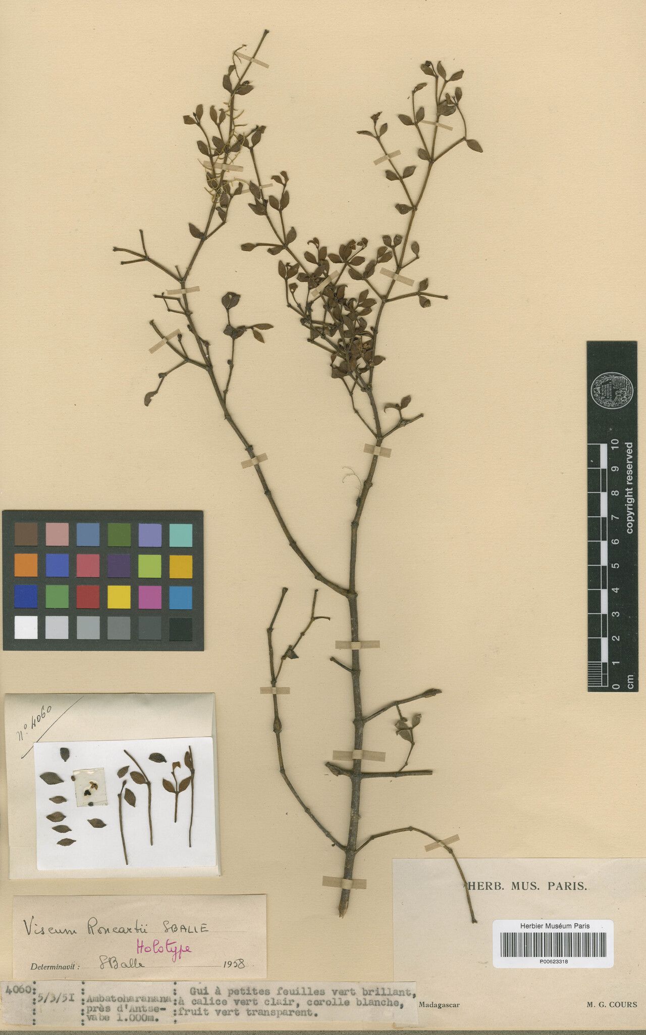 Viscum roncartii — houseplant care guide