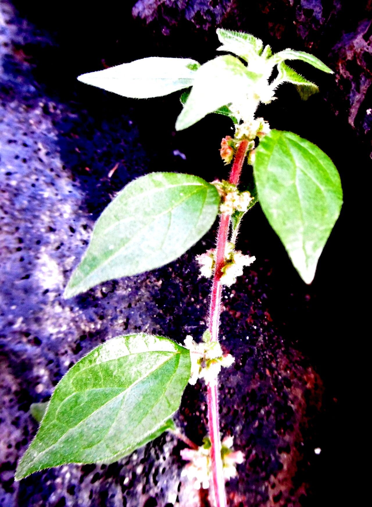 Parietaria filamentosa — related species from the same genus