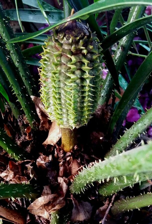 Ceratozamia mexicana flower