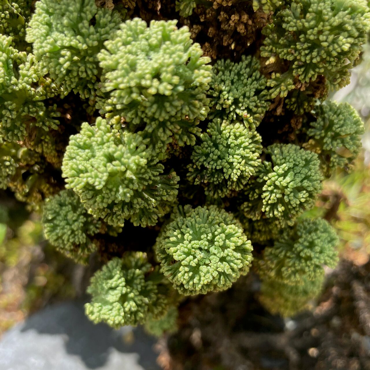 Werneria dactylophylla — houseplant care guide