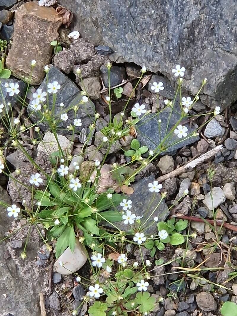 Androsace fedtschenkoi habit