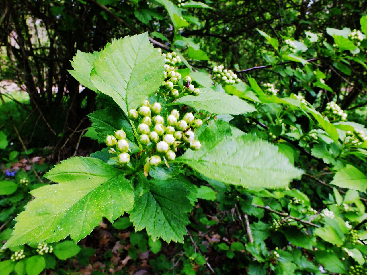 Crataegus calpodendron flower