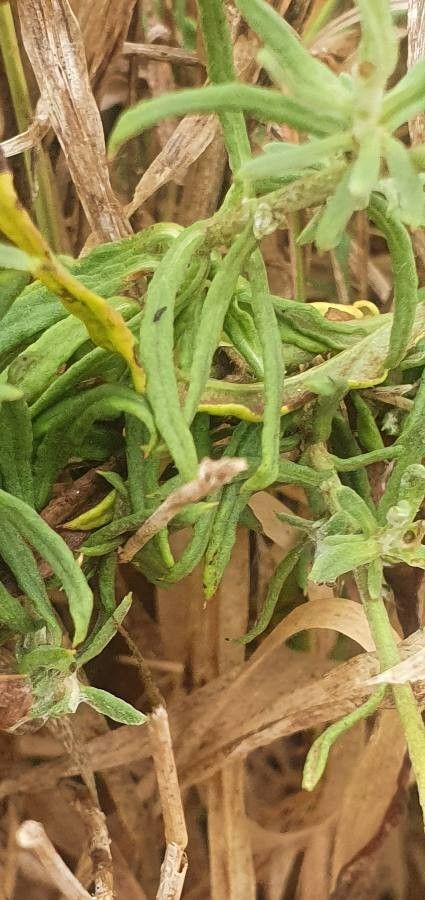 Helichrysum odoratissimum — search result for 'Helichrysum'
