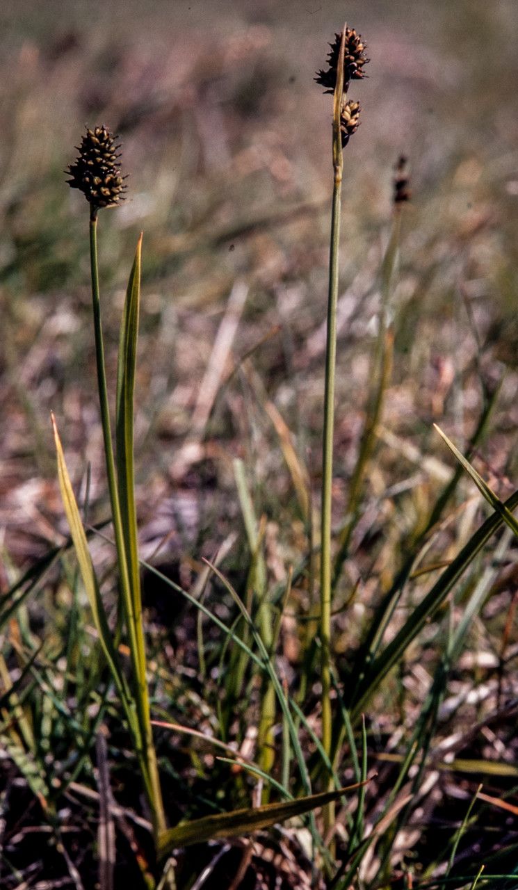 Carex norvegica habit