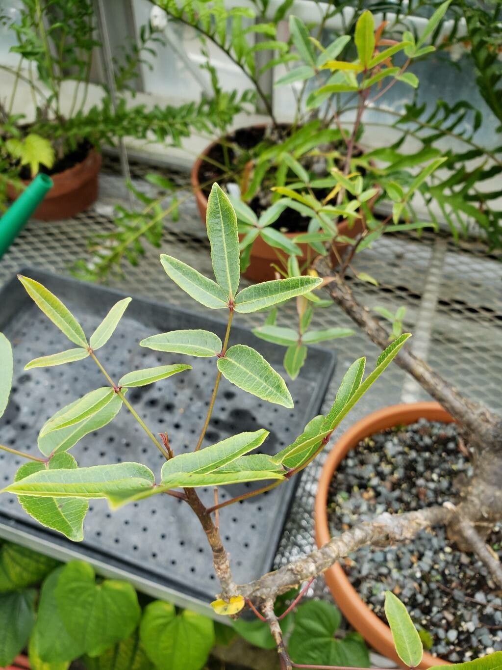 Commiphora lamii — houseplant care guide