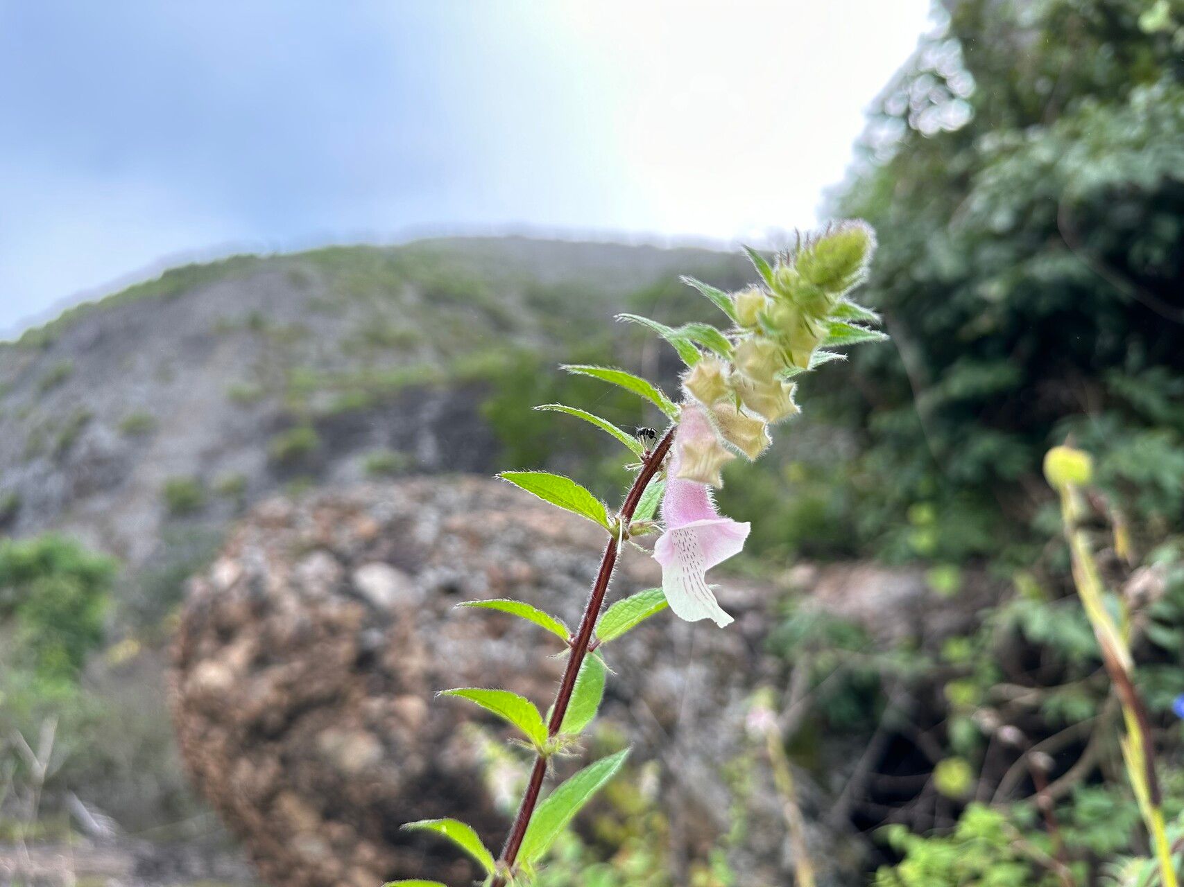 Sesamum integribracteatum — search result for 'Sesamum'