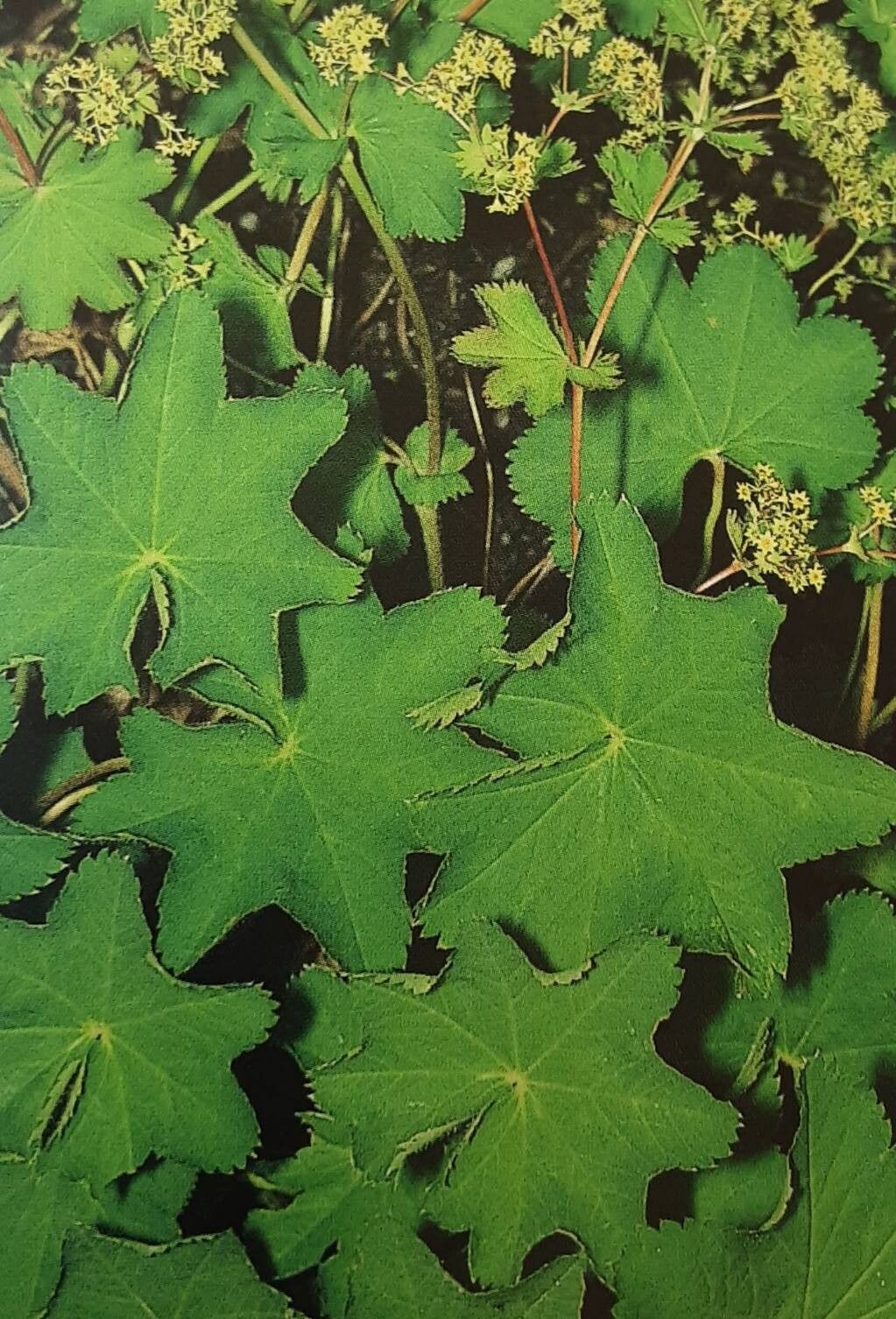 Alchemilla tirolensis leaf