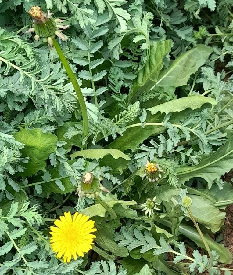 Chondrilla taraxacum habit
