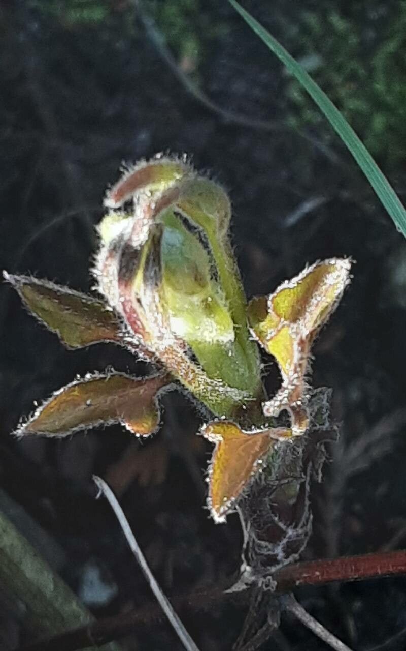 Clematis × jackmanii leaf