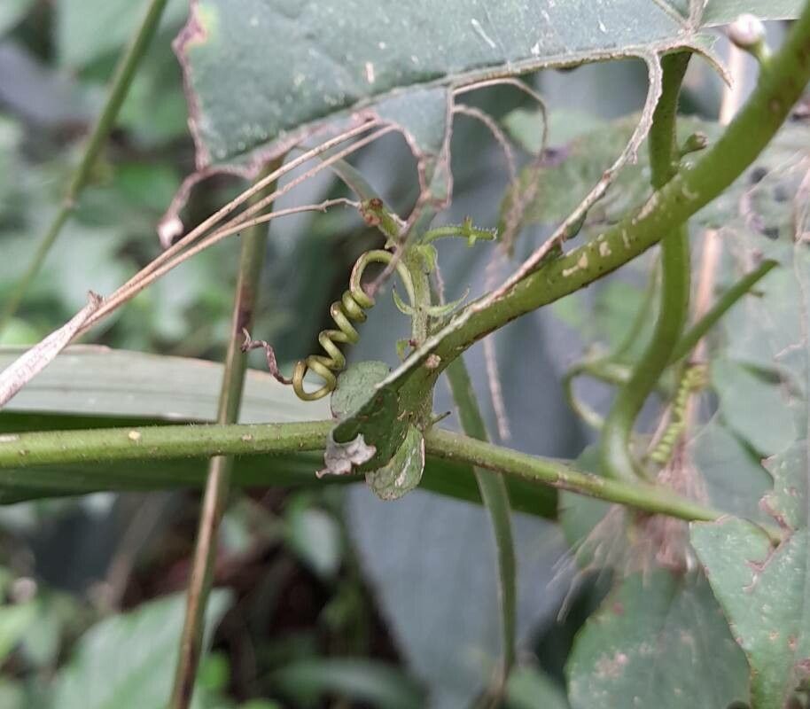 Passiflora misera other