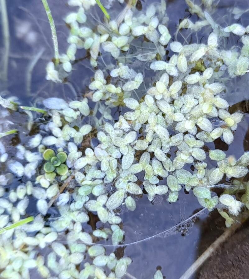 Lemna valdiviana leaf