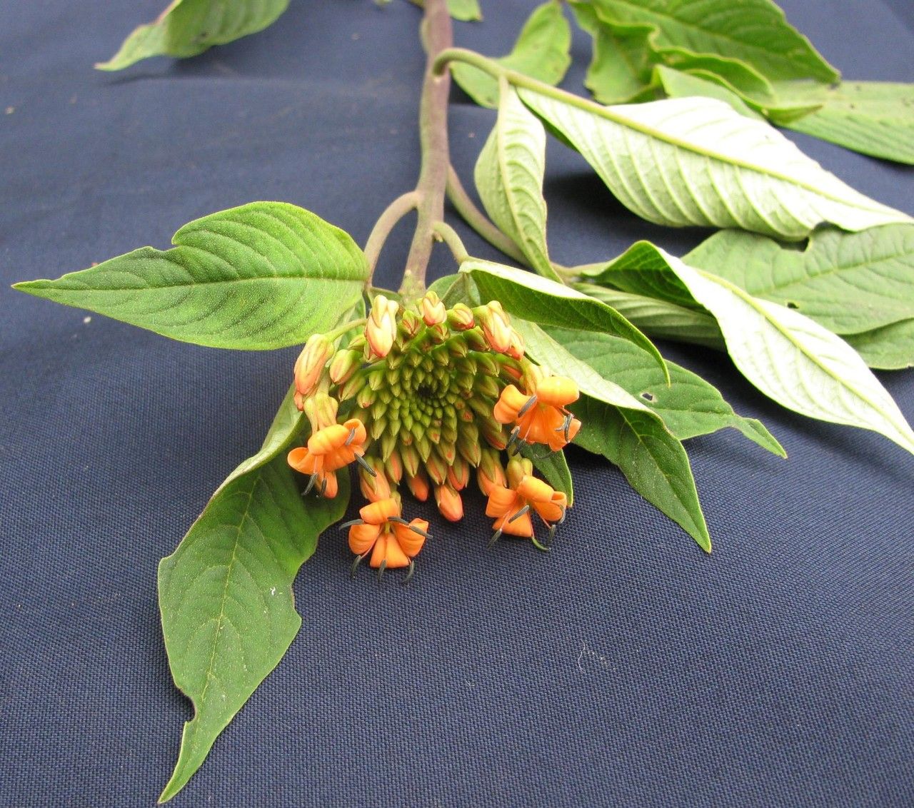 Cleome decipiens other