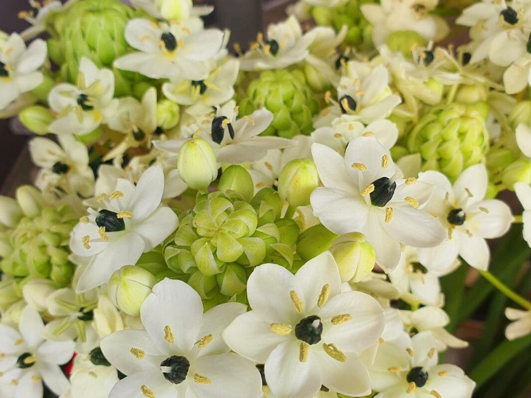 Ornithogalum saundersiae habit
