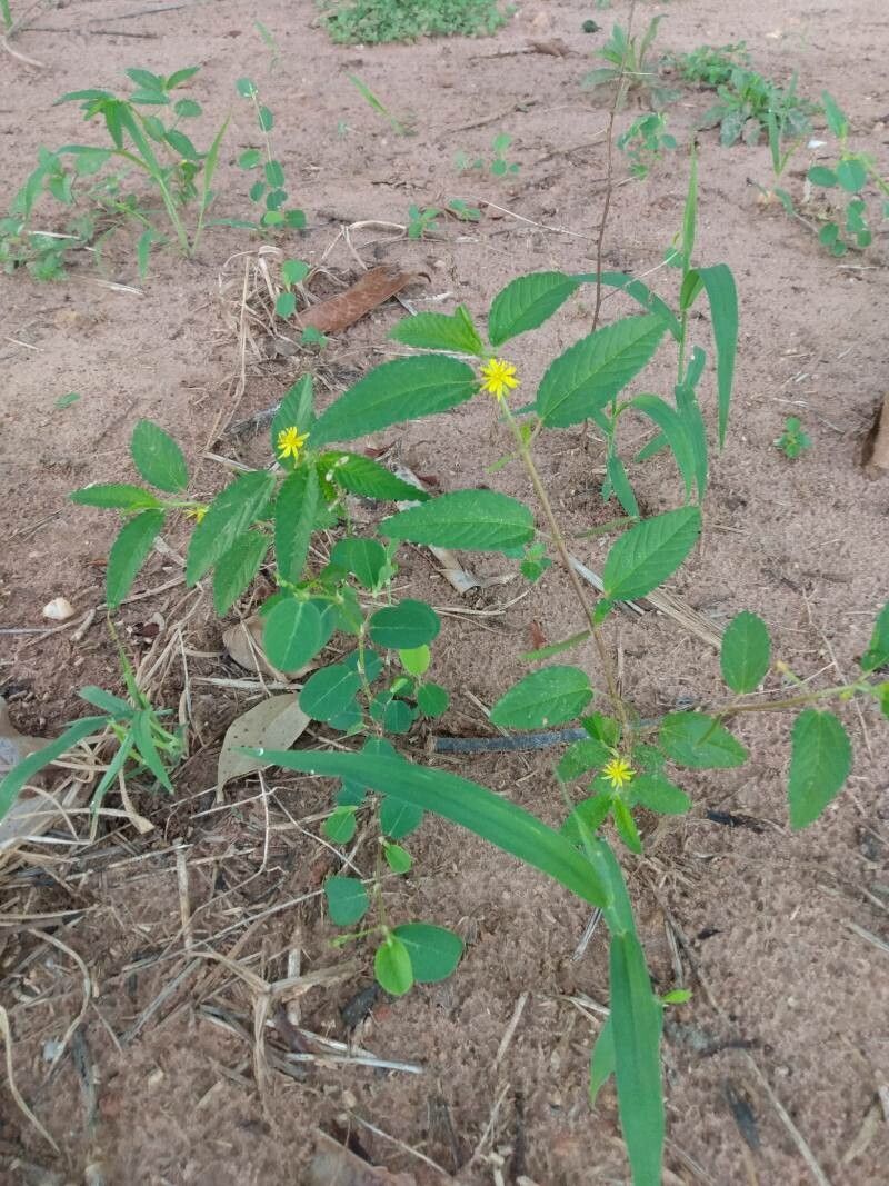 Corchorus orinocensis — search result for 'Corchorus'