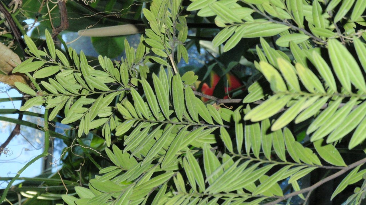 Diospyros seychellarum — houseplant care guide