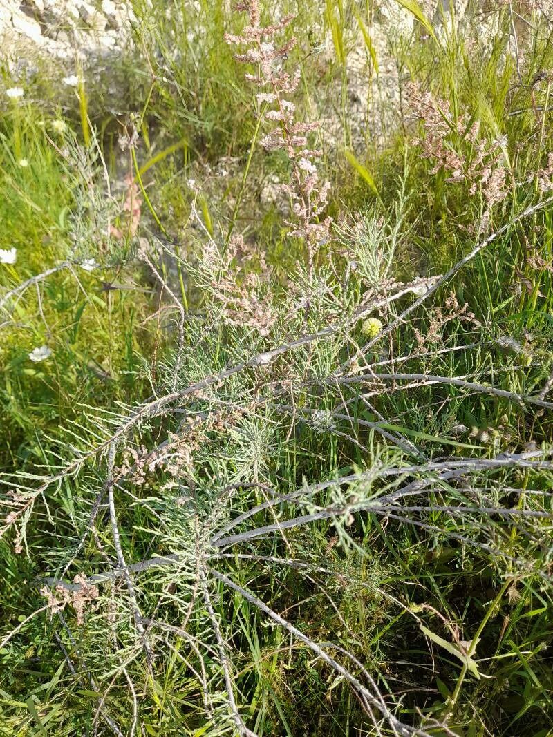 Tamarix florida habit