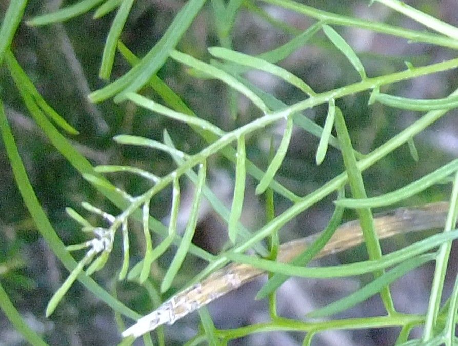 Sonchus capillaris — search result for 'Sonchus'